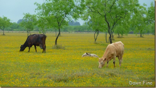 yellow flower farm_024