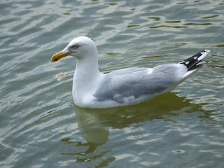 Larus argentatus - Goéland argenté