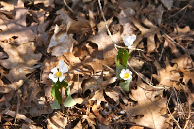 Sanguinaria canadensis (Bloodroot), late April 2015