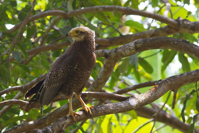 Andaman Serpent Eagle