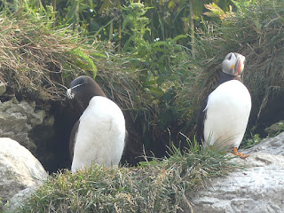 Petit pingouin et Macareux moine