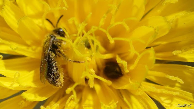 Abeille noire dans une fleur de picride