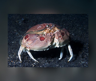 This is an illustration of a Box Crab (One of the most dangerous marine creatures)