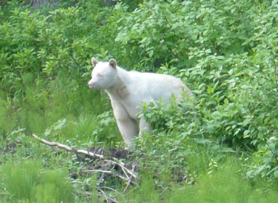 Black Bear | A-Z List of 125 Rare Albino Animals [Pics]