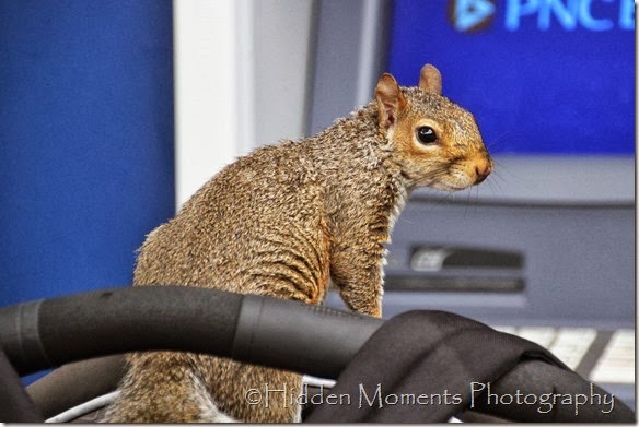 If You Give A Squrrel a Cookie 5
