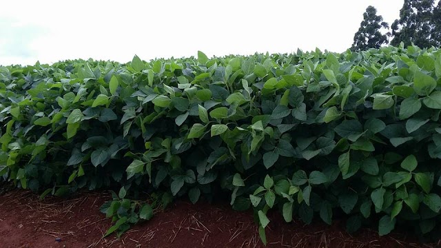 Chuva chega na região e divide a satisfação com a insatisfação entre agricultores