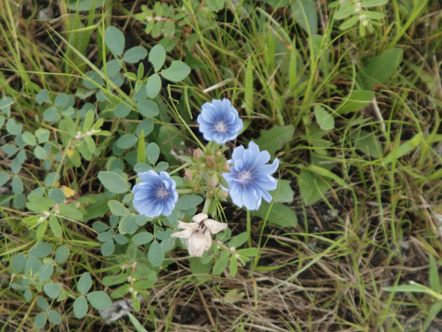 pretty little blue flowers