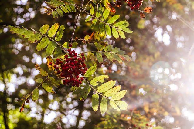 Kuvituskuva. Kuvan keskiössä ovat punaiset pihlajanmarjat ja auringonvalo, joka siivilöityy vihreiden pihlajan lehtien lävitse. (Kuva: Unsplash)