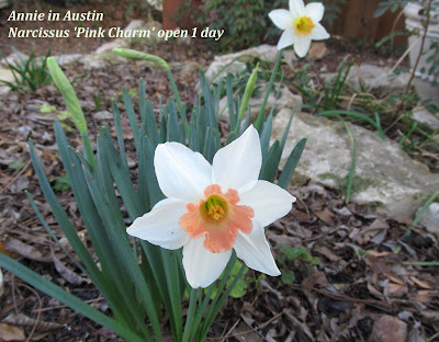 Annieinaustin, pink charm daffodil