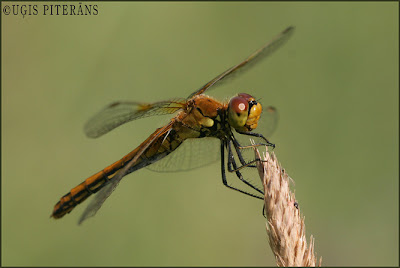 Dzeltenā klajumspāre (Sympetrum flaveolum)