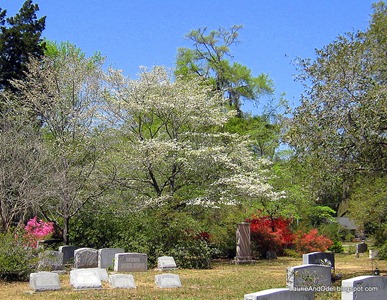 Dogwood and Azaleas