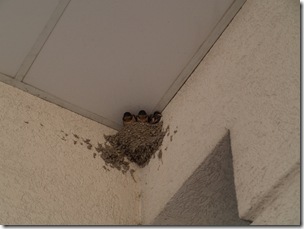 Three more hungry mouths to feed for someone.