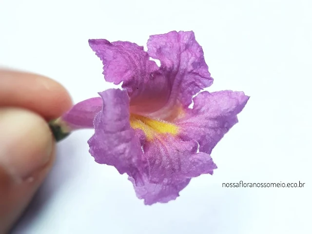 Foto macro de uma flor do ipê-roxo