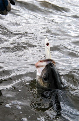1-fish (45)