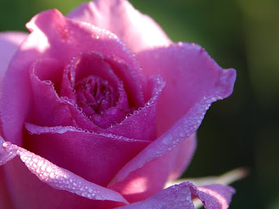 Photo of a close up of a pink rose in full bloom. You can see streaks of sunlight on the petals along with water droplets.