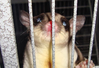 Penyakit katarak pada sugar glider