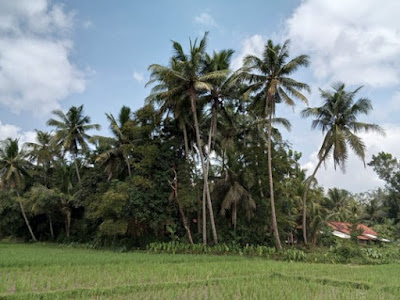 kelapa