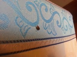 Bed Bugs London - Bed Bug Control London: Bed Bugs Pictures UK