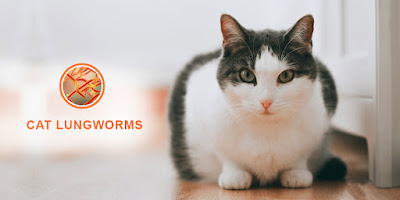 Cat Lungworms – Facts to Know from Symptoms to Prevention | DiscountPetCare