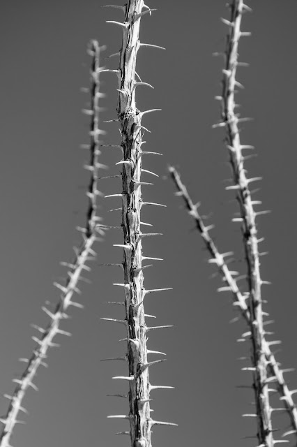 Ocotillo, Dagger Flat Auto Trail, Big Bend National Park