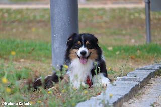 photo of my Australian Shepherd