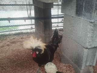 Et son compagnon, le poulet avec une super coupe !