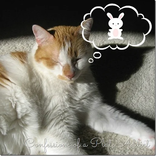 Baby Kitty Dreams