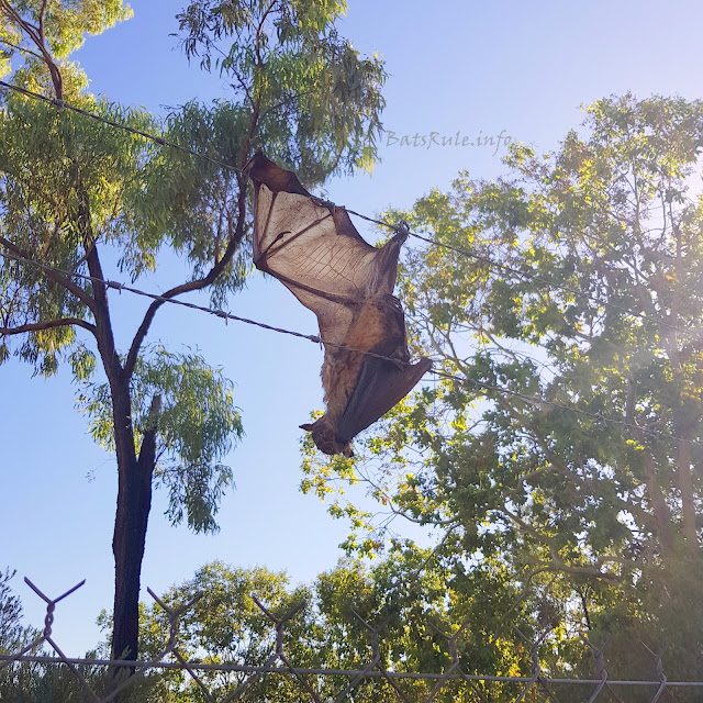 Bat Issues | Megabat Little Red barbed wire Narrabri NSW