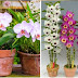 Comment faire pousser des orchidées en pots : guide étape par étape