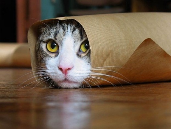 Animals-Playing-Hide-13