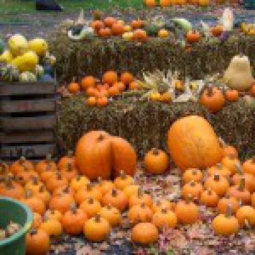Theme For Witches New Year October 31St