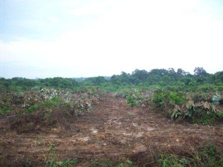 Che Wie Che Lie Projek Menjana Pendapatan Sampingan Che Wie Che Lie Projek Menjana Pendapatan Sampingan