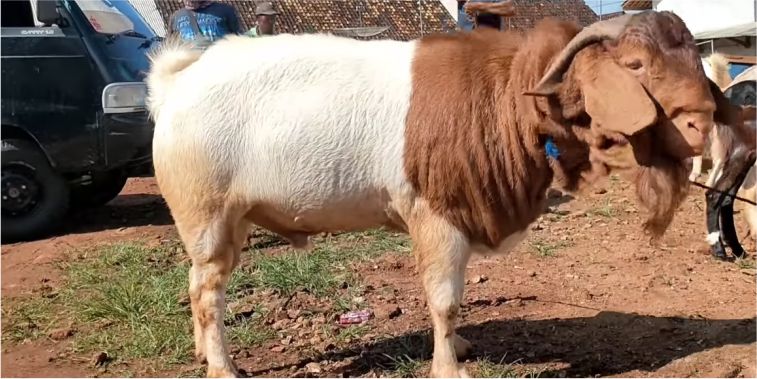 kambing boer bisnis ternak kambing