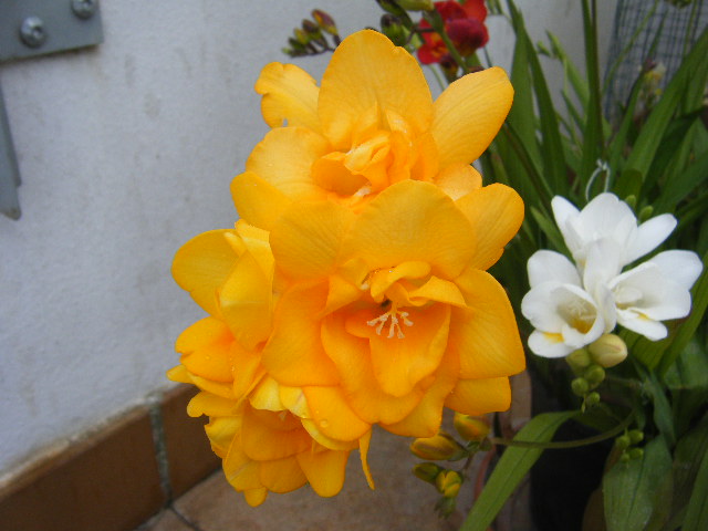 2010_04070008.JPG