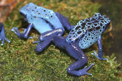 Extremely Dangerous Animals pictures POISON DART FROG