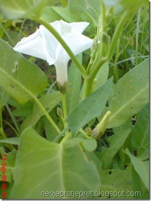 kembang kangkung 05
