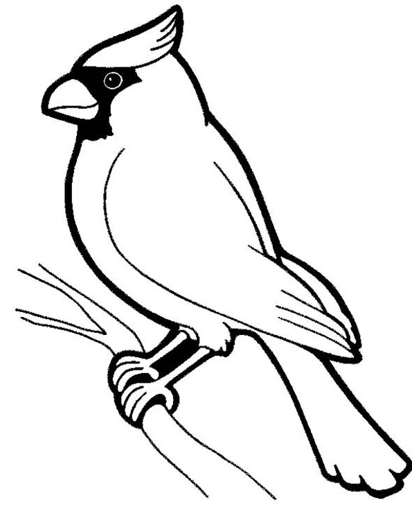  Sketsa  Gambar  Burung  Hantu Merak Garuda Elang gambarcoloring