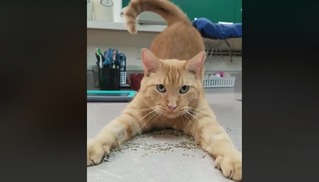 Crackhead ginger tabby cat slides into pile of catnip. Photo in public domain.