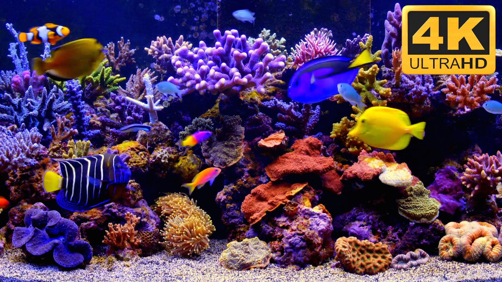 Fish Aquarium Screensaver Free