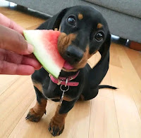 Can dogs really eat watermelon