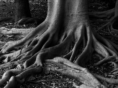 Black  White Wallpaper on Black And White Tree Roots Wallpaper And Some Other News    The Long