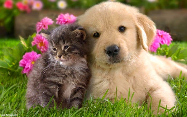 photo de chien et chat mignon
