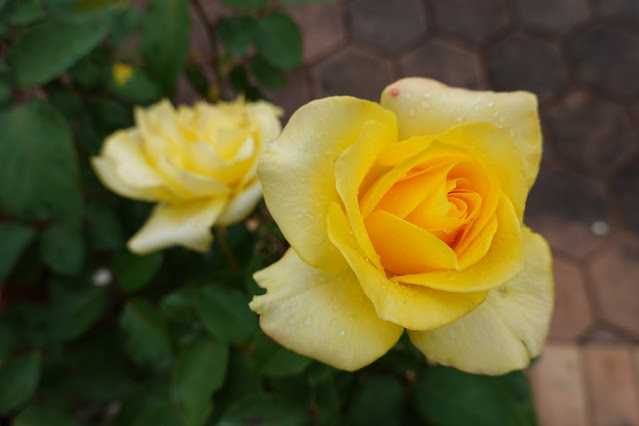 鳥取県西伯郡南部町鶴田　とっとり花回廊　バラ（薔薇）