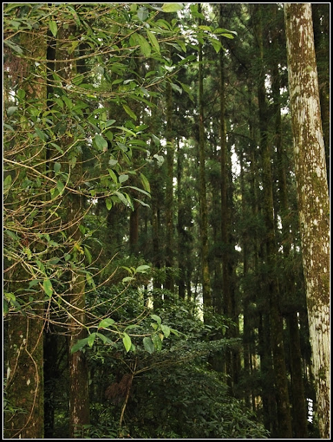 嘉義大凍山步道