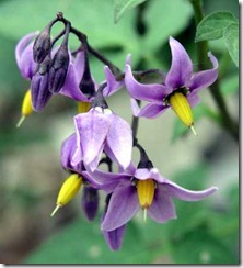 nightshade