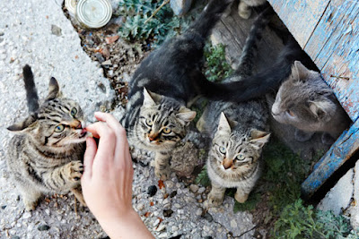 kucing diberi makan