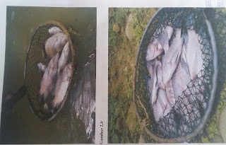 Kolam Ikan Tercemar, Warga Bumi Mulya Datangi Walhi Bengkulu