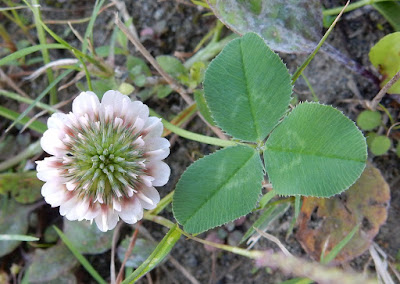 菽草的花序