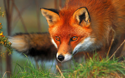 Fox pic