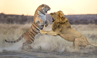 Enfrentamientos reales Tigre vs león